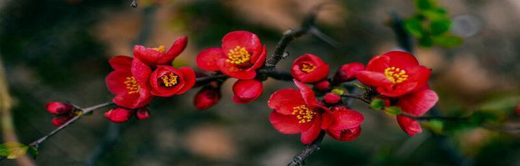 海棠花语与象征意义（探索海棠的深意）