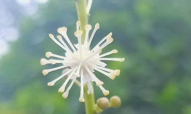 海桐花花语与其美丽含义（海桐花的五彩斑斓与多重象征）