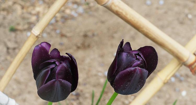 黑色郁金香花语（深邃）