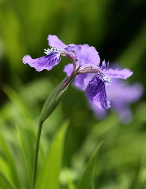 蝴蝶花（探寻蝴蝶花的神秘花语）