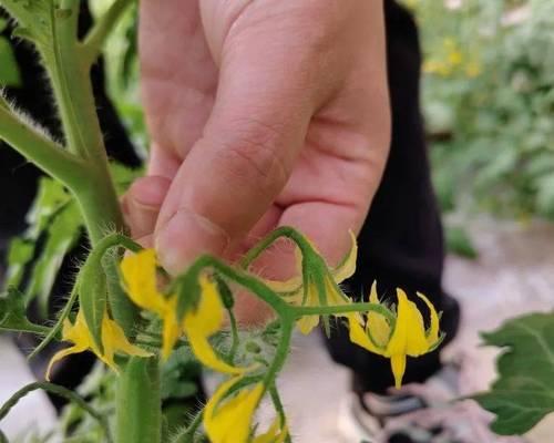 以花芽分化代表意思的重要性（探索植物生长的奥秘与变化）