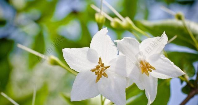 盛开的白色花树（探秘白色花树的美丽世界）