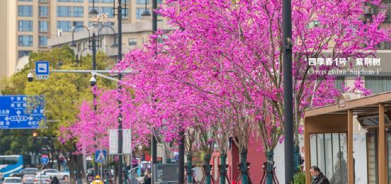 城市行道树开花盛宴（欣赏城市行道树的美丽花海）