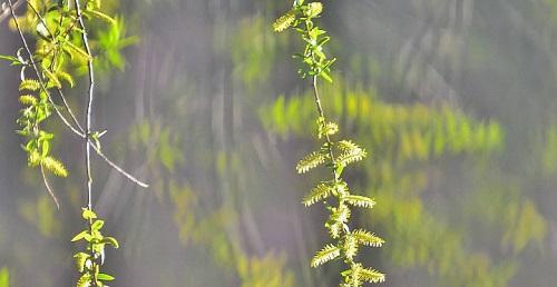 柳树开花的风水寓意（揭示柳树开花的吉祥象征及风水效应）