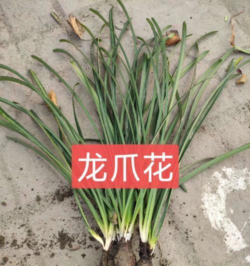 龙爪花的寓意与象征（探秘龙爪花的神秘符号与象征意义）