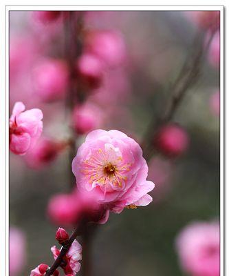 梅花象征的生肖与寓意（梅花在十二生肖中的代表与意义）