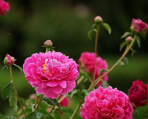 芍药花的花语（揭示芍药花的象征意义与美丽内涵）