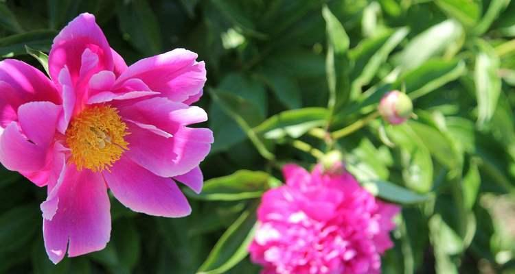 芍药花的花语及代表意义（一朵芍药的内涵与情感）