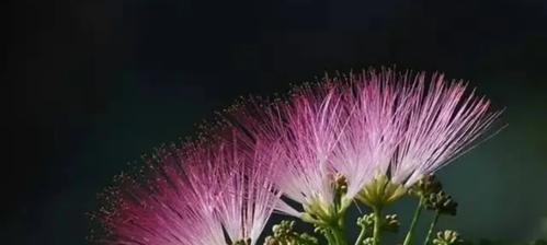 花开代爱情（以花为媒）