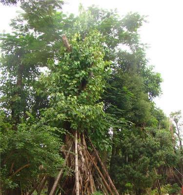 探秘菩提树（菩提树的来历）