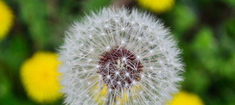 蒲公英开花周期解析（了解蒲公英的开花习性和生长规律）