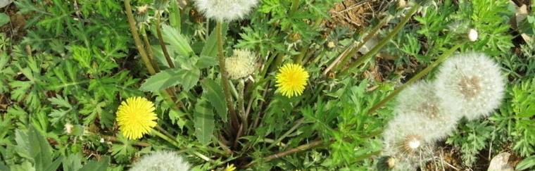 蒲公英的开花时间及特点（蒲公英开花与气候）