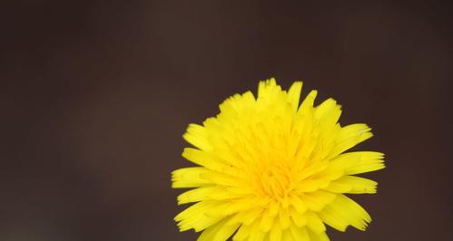 蒲公英花开的季节与时间（蒲公英花开时间表详解）