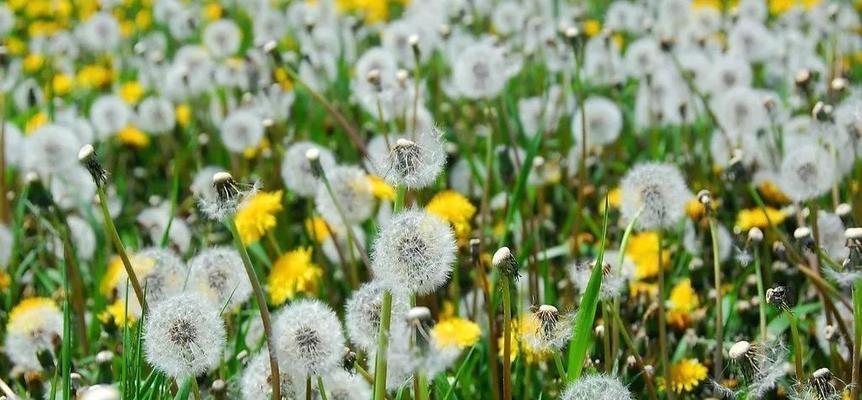 什么季节会开花，一般几月份会开花（什么季节会开花）