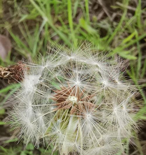 蒲公英的成熟过程及其应用价值（探究蒲公英的生长周期和药用价值）