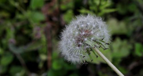 蒲公英的开花季节（春天的蒲公英缤纷绽放）