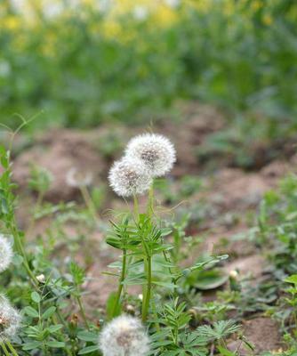 蒲公英的生长环境、特点、药用价值、食用方式等（蒲公英的生长环境）