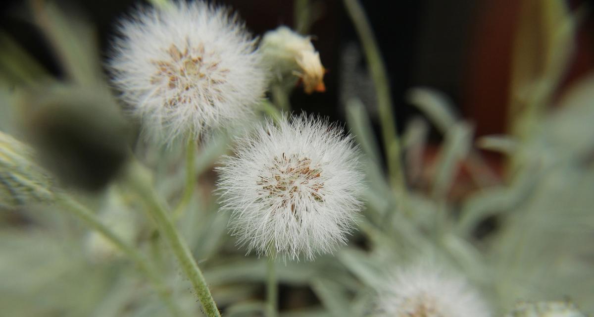 蒲公英是一种种子植物（认识蒲公英植物的种子及特性）