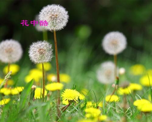 如何种植蒲公英种子（从种子挑选到花开）