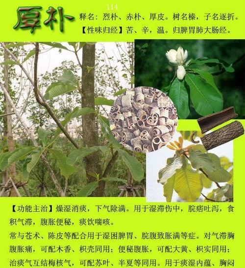 园林植物养护之——怎样处理发黄的朴树叶片（原因分析及处理方法详解）