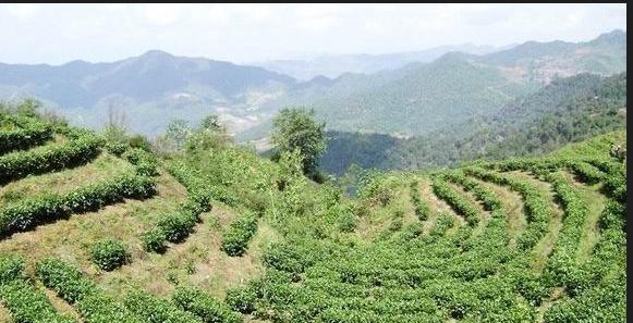 探寻普洱茶的故乡——中国西南地区（揭开普洱茶种植与制作的奥秘）