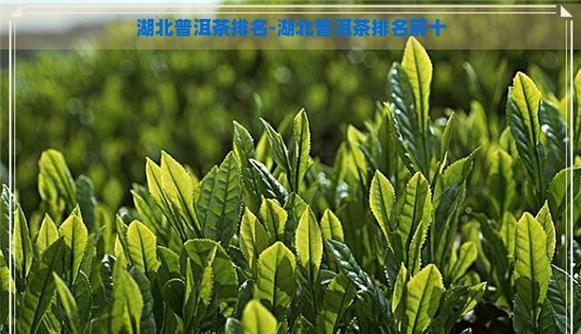 探寻普洱茶的故乡（从历史到现在）