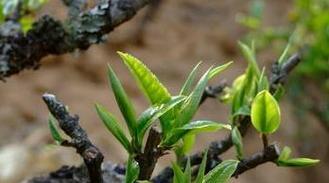 普洱茶的来源与特点（了解普洱茶的树种和品质）