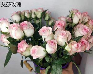 七彩玫瑰花的养护方法（如何让七彩玫瑰花健康茁壮成长）