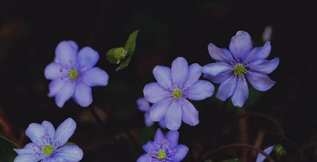 黑色曼陀罗花的神秘传说与花语（揭开黑色曼陀罗花背后的谜团）