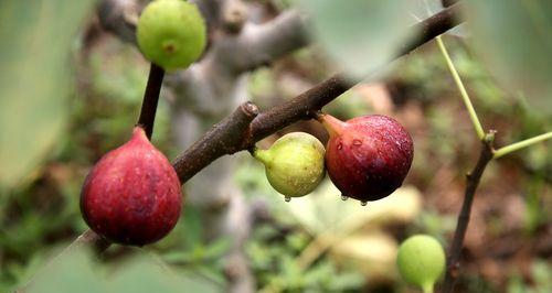 无花果成熟季节剖析（探寻无花果成熟的时间和方式）