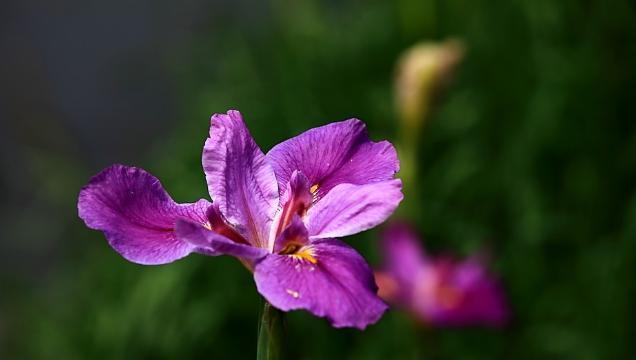 胡杨树的花语和寓意（胡杨树花的美丽与深远意义）