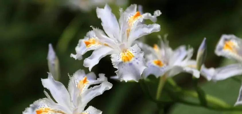 蝴蝶花（探索蝴蝶花的花语及其深刻寓意）