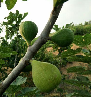 无花果的成熟上市时间与关键因素（探究无花果的栽培条件及季节变化）