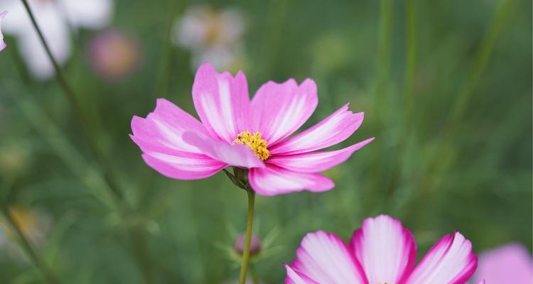 传说中的花语之雁来红（揭秘花海中的爱情密码）