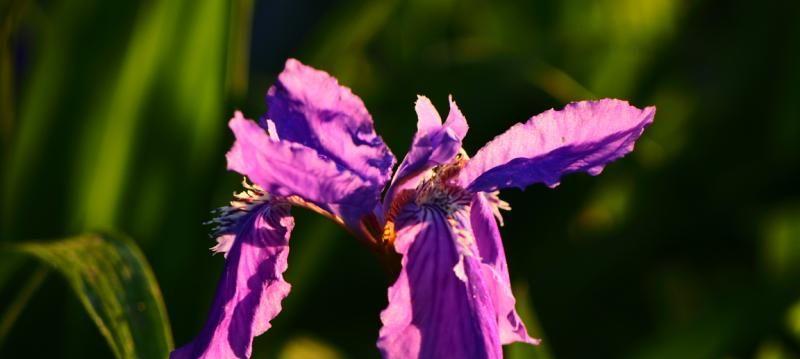 绝望悲伤的花（揭示绝望悲伤的花的花语及象征意义）