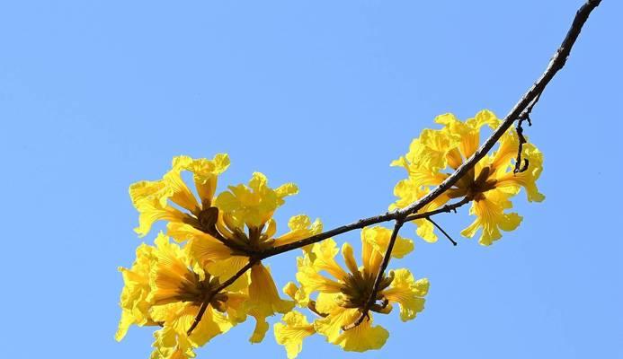 黄风铃花的花语——传递阳光与希望（绽放在生活中的美好与勇气）