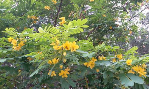 黄花槐的寓意与意义（探索黄花槐花的象征意义与文化底蕴）