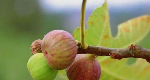 无花果的花序类型及隐头花序特点（探究无花果的生长结构与繁殖方式）