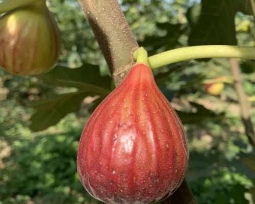 为什么无花果不开花（探究无花果植物的生态和生物学特性）