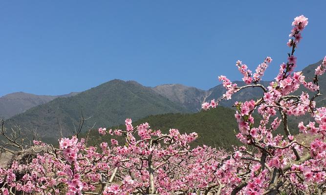 桃花的寓意与象征（桃花的美丽与纯洁）