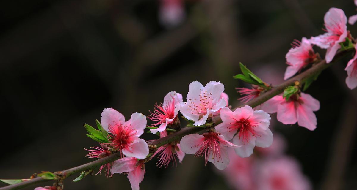 桃花花语与代表意义（探寻桃花的浪漫与美丽）