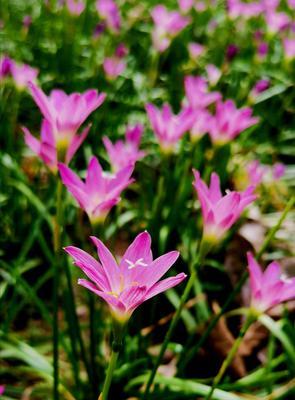 坚强勇敢独立的花（以花为象征）