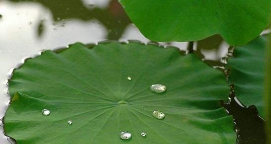 清廉之花——植物象征廉洁的力量（在花开的世界中）