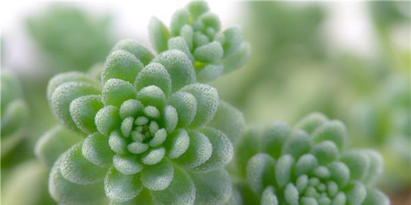 友情的花园——以象征友情的植物为主题的文章（探寻友情的花海）