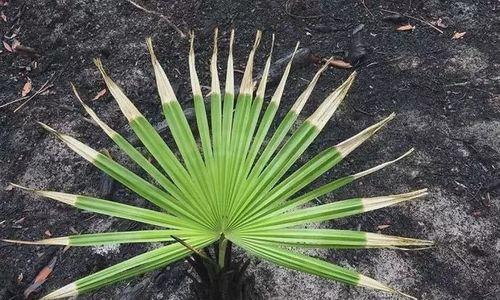 自由自在的植物世界（探寻大自然中的自由灵魂）