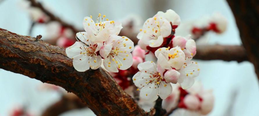 杏花花语与代表意义（探寻杏花的隐喻与内涵）