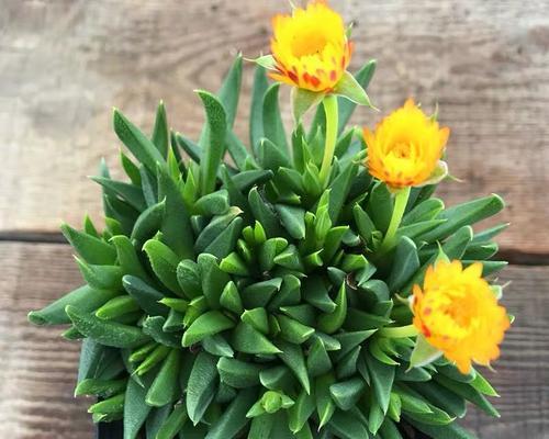 多肉植物的开花奥秘（多肉植物的花朵形态与开花条件）