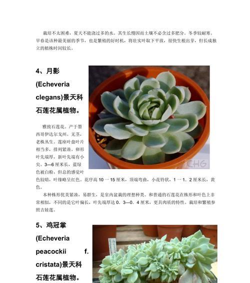 多肉植物的“喜怒哀乐”——到底是怕冷还是怕热（揭秘多肉植物的适温范围及生长状况）