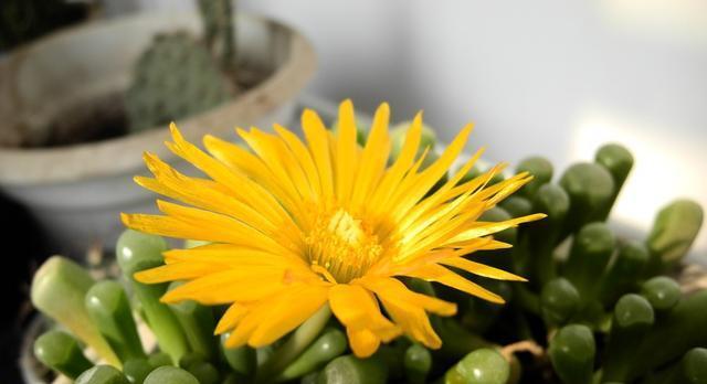 多肉植物开花全解析（开花期、花朵形态及花语）