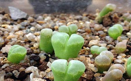 多肉植物不是种子植物（揭开多肉植物的真面目）